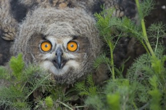 Eurasian Eagle-Owl (Bubo bubo) juvenile, Lower Saxony, Germany