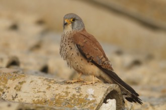 Lesser Kestrel (Falco naumanni), male on roof, Castile-La Mancha