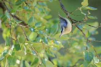 Eurasian Nuthatch (Sitta europaea) perched in tree, Andalusia, Spain