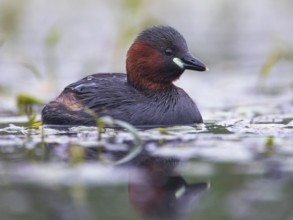 Little Grebe (Tachybaptus ruficollis), Mecklenburg-Western Pomerania, Germany