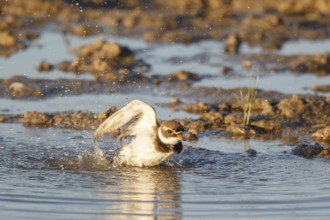 Common Ringed Plover (Charadrius hiaticula) bathing, Mallorca, Spain