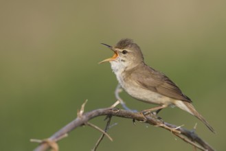 Blyths Reed Warbler - Buschrohrsänger - Acrocephalus dumetorum, Russia (Ural)