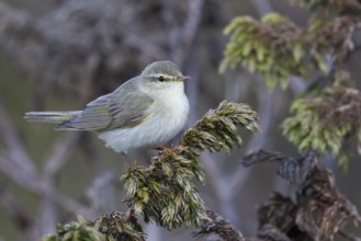 Willow Warbler - Fitis - Phylloscopus trochilus ssp. acredula, Russia (Ural)