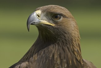 Golden Eagle (Aquila chrysaetos), Hesse, Germany