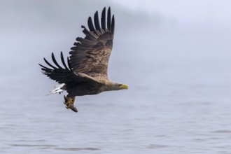 White-tailed Eagle (Haliaeetus albicilla) flying with fish prey in its claws, Mecklenburg-Western