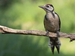 Great Spotted Woodpecker (Dendrocopos major) juvenile, Lower Saxony, Germany