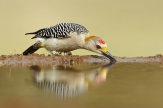 Golden-fronted Woodpecker (Melanerpes aurifrons), Texas, USA