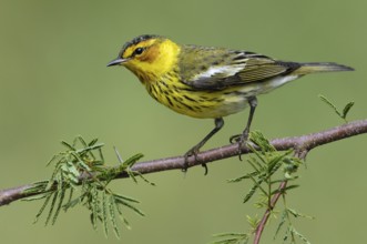 Cape May Warbler (Setophaga tigrina), Texas, USA