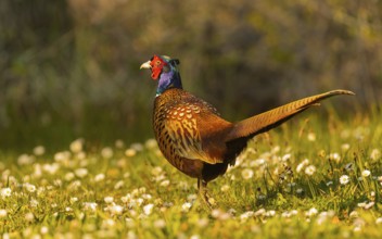 Fasan ? (Phasianus colchicus)