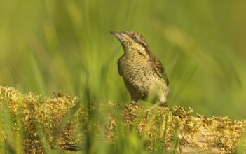 Wendehals (Jynx torquilla)