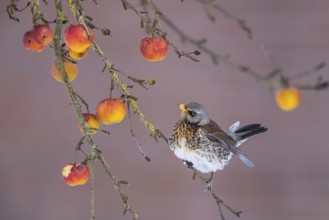 Fieldfare (Turdus pilaris) perched in an apple tree, North Rhine-Westphalia, Germany