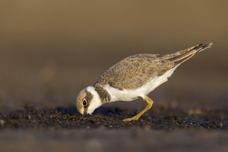 Little Ringed Plover (Charadrius dubius) juvenile, North Rhine-Westphalia, Germany