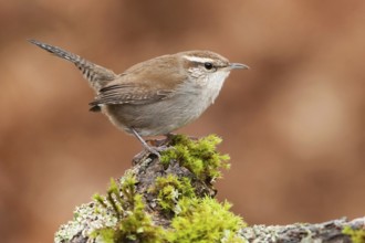 Bewick's Wren (Thryomanes bewickii), British Columbia, Canada