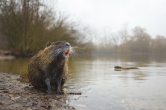 Nutria, Myocastor coypus Coypu, Myocastor coypus