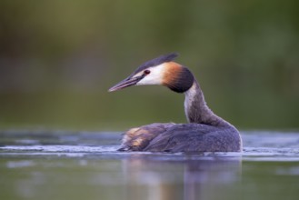 Great Crested Grebe (Podiceps cristatus), North Rhine-Westphalia, Germany