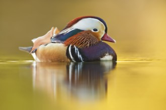 Mandarinente, Aix galericulata Mandarin Duck, Aix galericulata