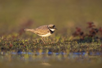 Little Ringed Plover (Charadrius dubius), North Rhine-Westphalia, Germany