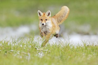 Red Fox jumping, Vulpes vulpes, wildlife scene from Europe. Orange fur coat animal in the nature