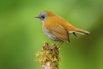 Black-billed Nightingale-Thrush, Catharus gracilirostris, brown grey bird in the nature forest