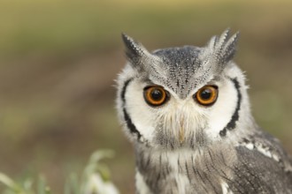 Southern White-faced Owl (Ptilopsis granti) captive, Germany