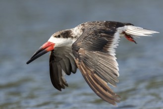 Black Skimmer (Rynchops niger) flying, Santa Rosa, Guatemala