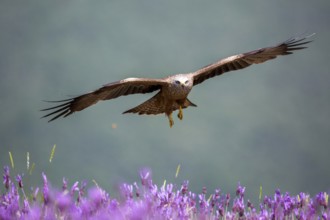Black Kite (Milvus migrans) flying, Madrid, Spain