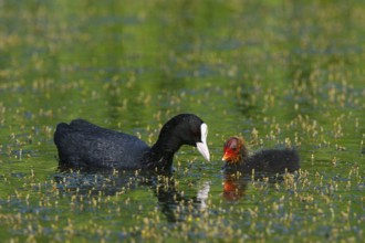 Eurasian Coot (Fulica atra) juvenile, North Rhine-Westphalia, Germany