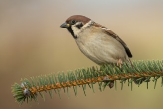 Eurasian Tree Sparrow (Passer montanus), Lower Saxony, Germany