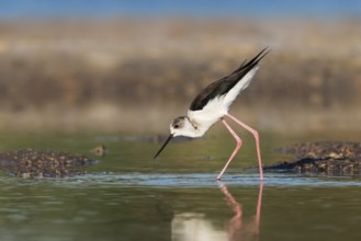 Black-winged Stilt (Himantopus himantopus) foraging, Eilat, Israel