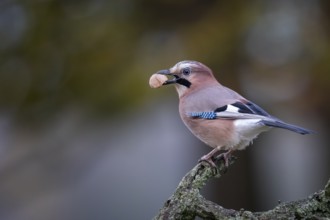 Eurasian Jay (Garrulus glandarius) with walnut in beak, Saxony-Anhalt, Germany