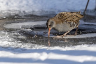 Water Rail (Rallus aquaticus) at an icehole, Mecklenburg-Western Pomerania, Germany
