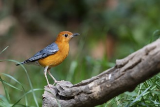 Orange-headed Thrush (Geokichla citrina innotata), Yunnan, China