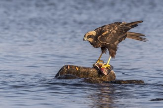 Western Marsh Harrier (Circus aeruginosus) female eating fish, Mecklenburg-Western Pomerania