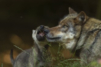 European Wolf (Canis lupus) young with mother, Lower Saxony, Germany