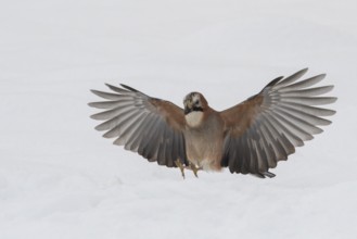 Eurasian Jay (Garrulus glandarius) landing in snow, Lower Saxony, Germany
