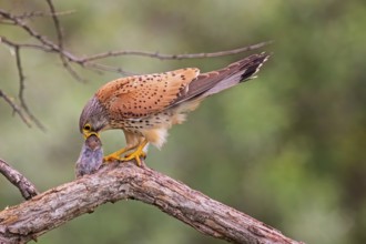 Common Kestrel (Falco tinnunculus) with mouse prey, Serbia