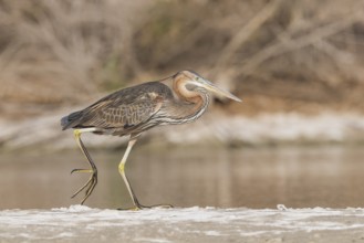 Purple Heron (Ardea purpurea) foraging, Eilat, Israel