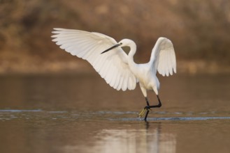 Little Egret (Egretta garzetta) foraging, Eilat, Israel