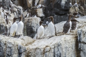Common Murre (Uria aalge) colony on cliff, Farne Islands, United Kingdom