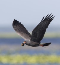 Snail Kite (Rostrhamus sociabilis) male flying with snail in its beak, Florida, USA