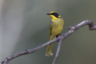 Yellow-tufted Honeyeater (Lichenostomus melanops), Victoria, Australia