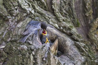 Common Starling (Sturnus vulgaris) feeding chicks in nest with a cherry, Hungary