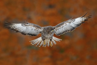 Flying bird Buzzard hawk with blurred orange autumn tree forest in background. Wildlife scene from