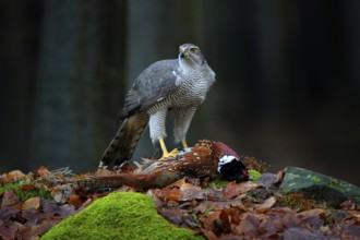 Bird bahaviour, wildlife scene from nature. Goshawk with killed Common Pheasant on the moss in