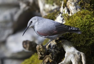 Wallcreeper (Tichodroma muraria), Alps, Austria