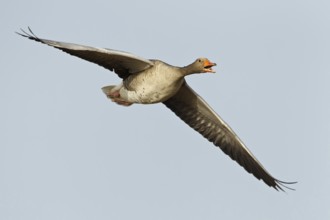Greylag Goose (Anser anser) flying, Germany
