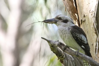 Laughing Kookaburra (Dacelo novaeguineae), Queensland, Australia
