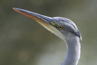 Grey Heron (Ardea cinerea), North Rhine-Westphalia, Germany