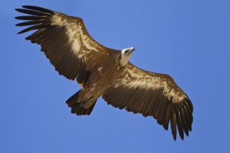 Griffon Vulture (Gyps fulvus), Portugal