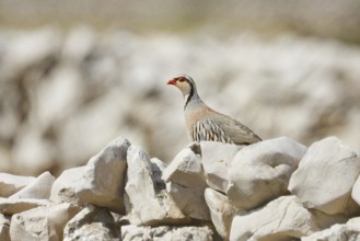 Rock Partridge (Alectoris graeca), Croatia